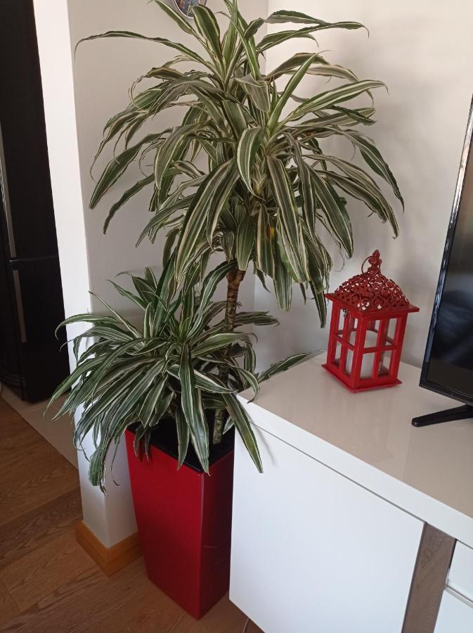 Red Lux Appartement Budva Buitenkant foto